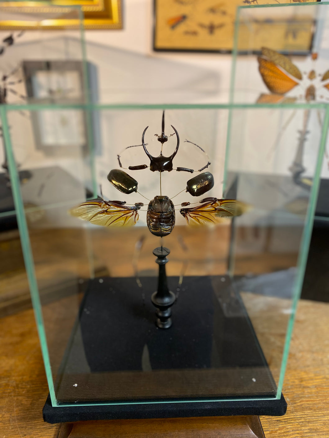 Eclaté de scarabée sous vitrine
