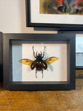 Charger l&#39;image dans la galerie, Cadre chalcosoma atlas ailes ouvertes
