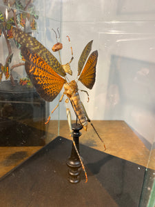 Eclaté de sauterelle sous vitrine