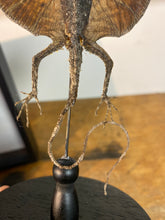 Charger l&#39;image dans la galerie, Lézard volant « Draco » sous globe en verre
