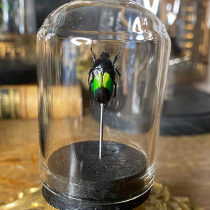 Petit globe dicheros modestus