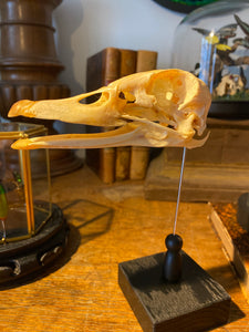 Crâne de canard