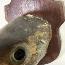 Charger l&#39;image dans la galerie, Tête de poisson naturalisé
