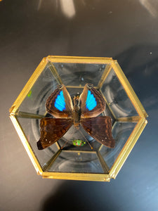 Prisme hexagonal aux d’insectes