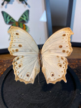 Charger l&#39;image dans la galerie, Globe papillon
