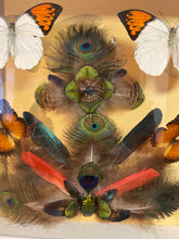 Charger l&#39;image dans la galerie, Cadre composition plumes et insectes ( vide atelier!)
