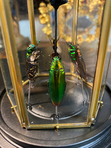 Prisme hexagonal aux d’insectes