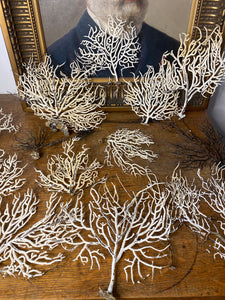 Lot de 15 gorgones d’Atlantique