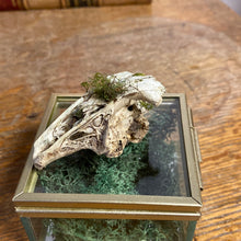 Charger l&#39;image dans la galerie, Véritable crane de lapin dans sa boîte en verre
