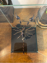 Charger l&#39;image dans la galerie, Eclaté de scorpion sous vitrine
