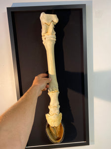 Cadre membre postérieur d’équidé