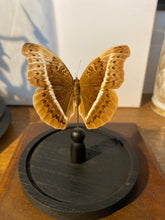 Charger l'image dans la galerie, Globe papillon
