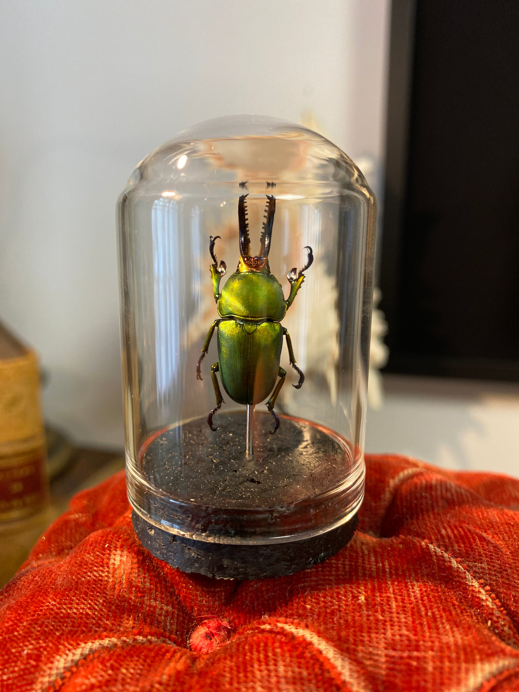 Petit globe contenant un Lampima adolphinae