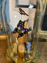 Charger l&#39;image dans la galerie, Papillon graphium weiskei sur main en bois
