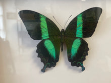 Charger l&#39;image dans la galerie, Cadre papilio blumei
