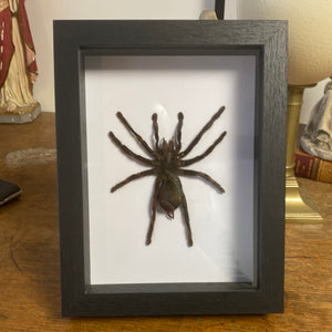 Cadre araignée selenocosmia javanensis