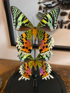 Globe duo de papillons