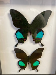 Cadre duo de papillons