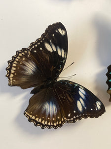 Cadre envolée de papillon