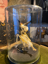 Charger l'image dans la galerie, Squelette d’oiseau sous verre
