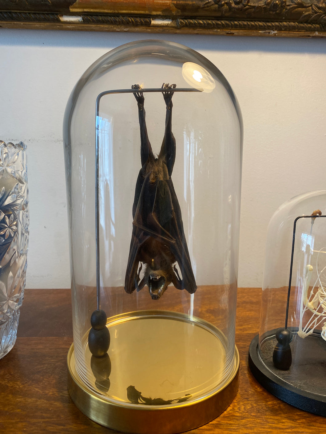 Véritable chauve-souris sous globe en verre grand modèle