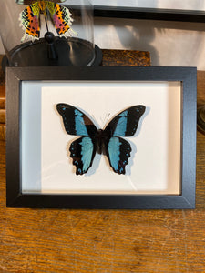Cadre papillon papilio bromius