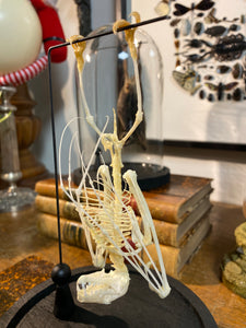 Véritable squelette de chauve-souris sous globe en verre