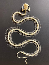 Charger l&#39;image dans la galerie, Cadre squelette de serpent
