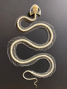 Cadre squelette de serpent