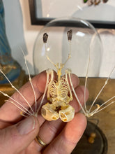 Charger l&#39;image dans la galerie, Chauve-souris en squelette bicéphale et en duo sécher
