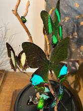 Charger l&#39;image dans la galerie, Globe envolée de papillons et demoiselles
