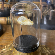 Charger l&#39;image dans la galerie, Petit globe contenant un véritable crâne de chauve souris
