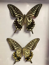 Charger l&#39;image dans la galerie, Cadre duo de papillons
