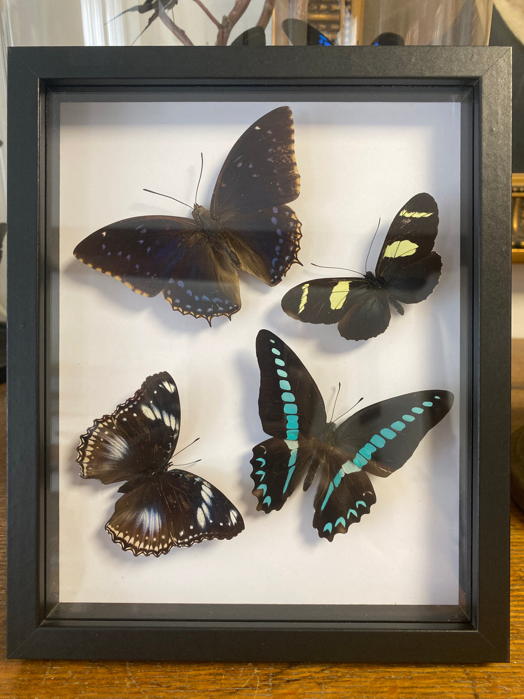 Cadre envolée de papillon