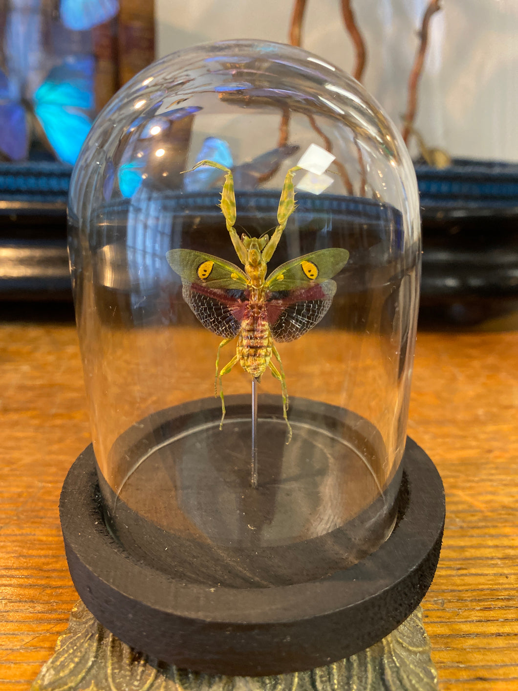 Globe mante fleur asiatique
