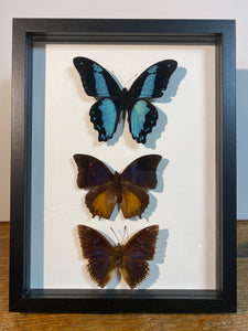 Cadre duo de papillons