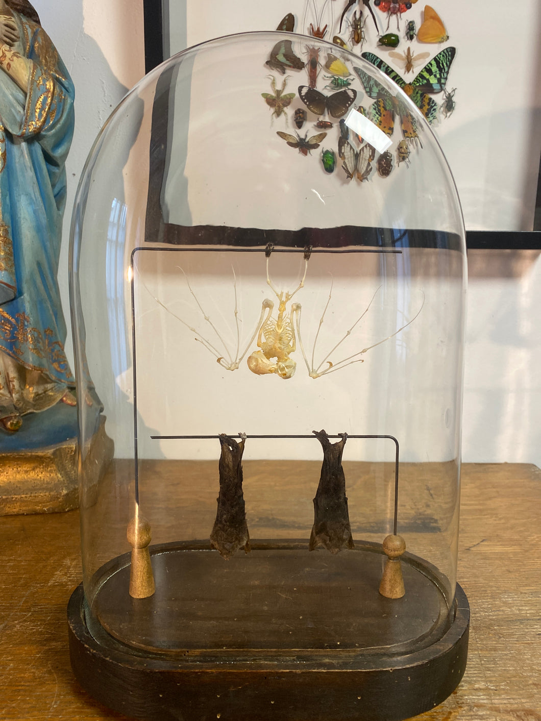 Chauve-souris en squelette bicéphale et en duo sécher