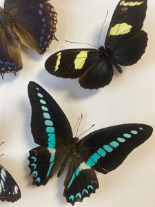 Cadre envolée de papillon