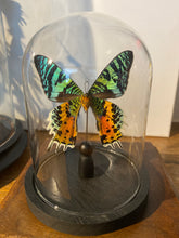 Charger l'image dans la galerie, Globe papillon
