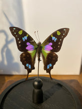 Charger l'image dans la galerie, Globe papillon
