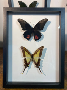 Cadre duo de papillons