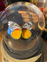 Charger l&#39;image dans la galerie, Globe papillon
