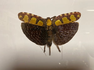 Cadre sanaea regalis