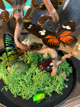 Charger l&#39;image dans la galerie, Globe « 360 de nature »

