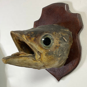 Tête de poisson naturalisé