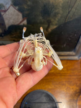 Charger l&#39;image dans la galerie, Véritable squelette de chauve-souris sous globe en verre
