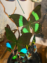 Charger l&#39;image dans la galerie, Globe envolée de papillons et demoiselles

