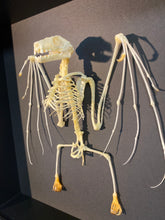 Charger l'image dans la galerie, Cadre squelette chauve souris
