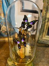 Charger l&#39;image dans la galerie, Papillon graphium weiskei sur main en bois
