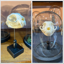 Charger l'image dans la galerie, Veritable crâne de chat sous globe
